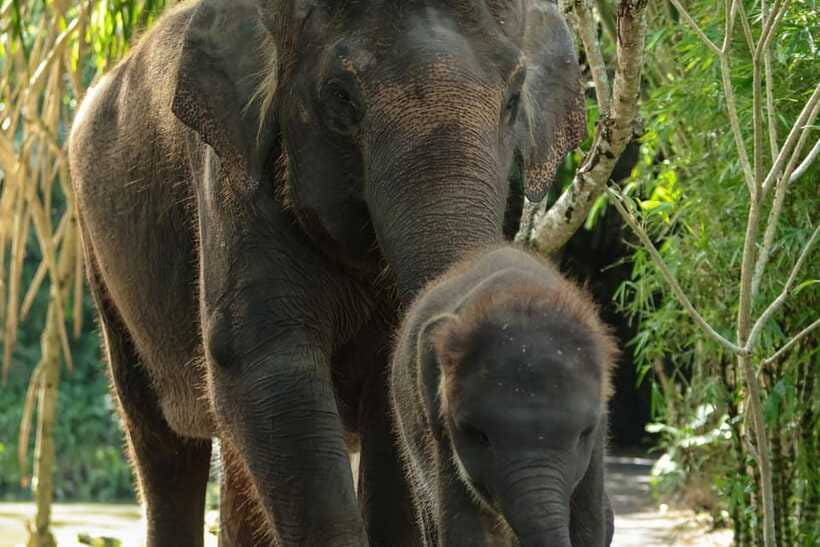 Bali Zoo: Behind Closed Doors Afternoon Safari Guided Tour - Refreshments, Beer, and the Best Way to Keep the Evening Relaxed