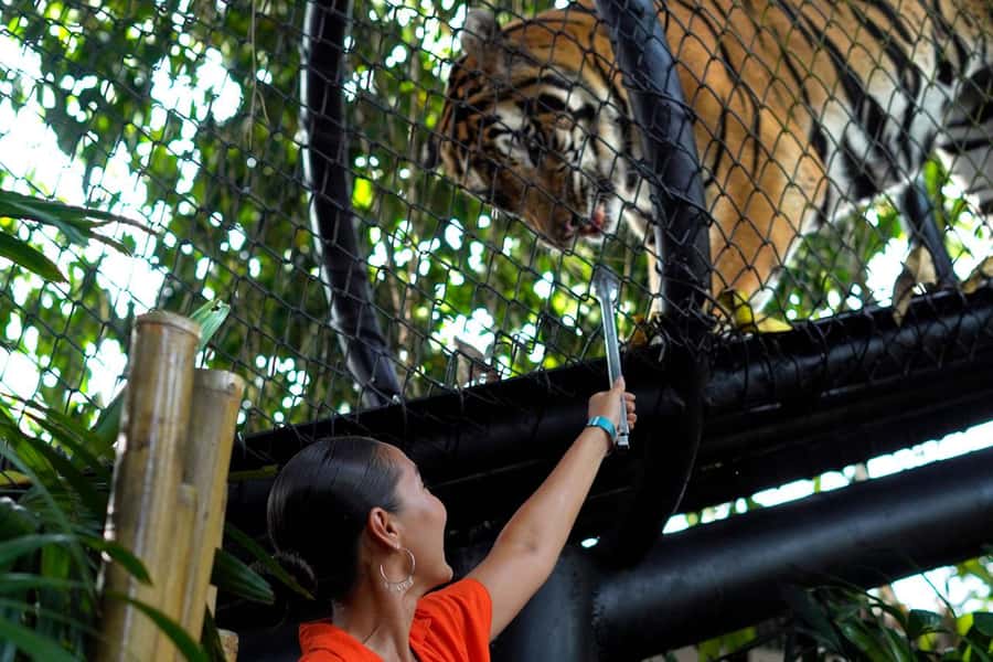 Bali Zoo: Behind Closed Doors Afternoon Safari Guided Tour - Walking Comfort, Rules, and How to Prepare Like a Pro