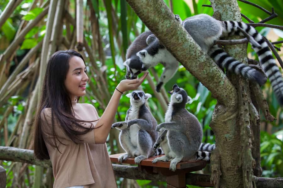 Bali Zoo Entrance Ticket - Optional Orangutan Breakfast: What You Get and How to Think About It
