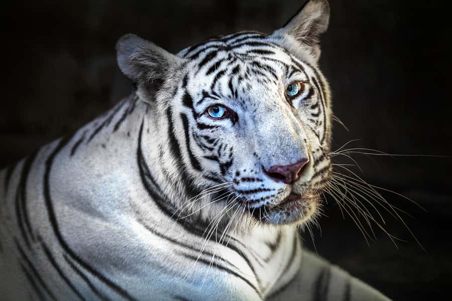 Bali Zoo Entrance Ticket - Jungle Splash Waterplay: The Included Break You’ll Be Glad You Used