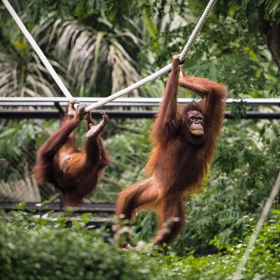 Bali Zoo: Guided Breakfast With Observing Orangutans - Hotel Pickup and the Early Start at Bali Zoo