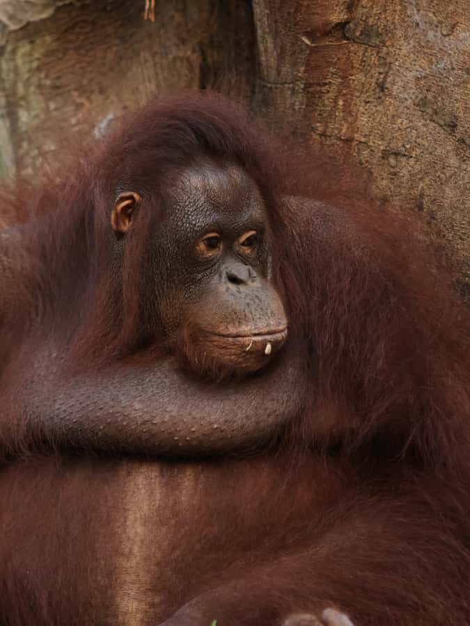 Bali Zoo: Guided Breakfast With Observing Orangutans - Orangutans in Their Playground, With Strict Rules