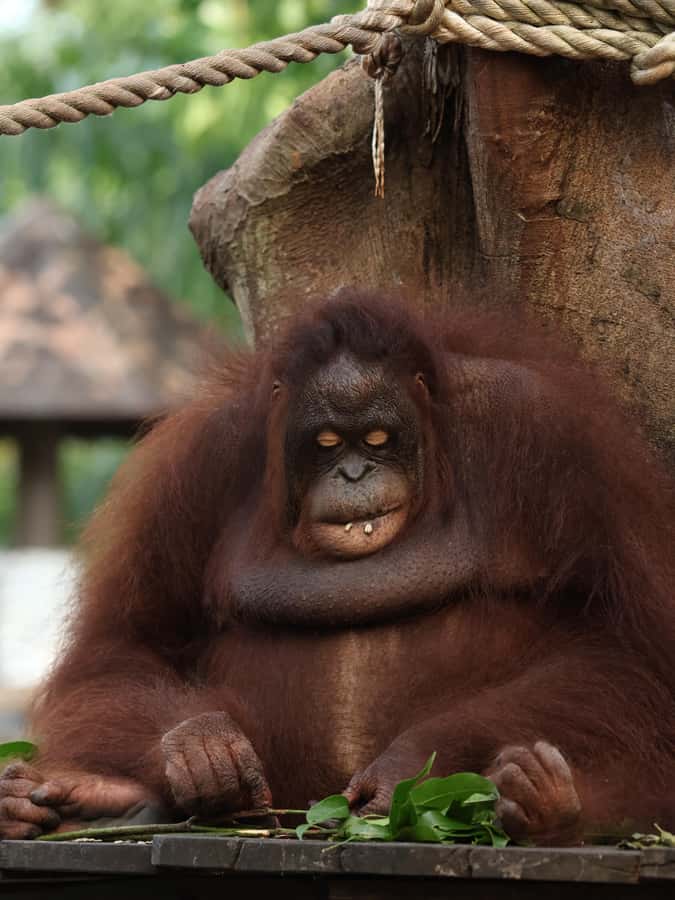 Bali Zoo: Guided Breakfast With Observing Orangutans - Bird Habitat Time: The Surprise Bonus Show