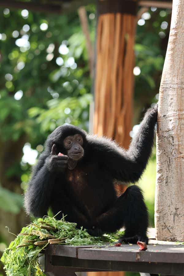 Bali Zoo: Guided Breakfast With Observing Orangutans - Bali Zoo Between 10:00 AM and 12:00 PM: Enough to See a Lot