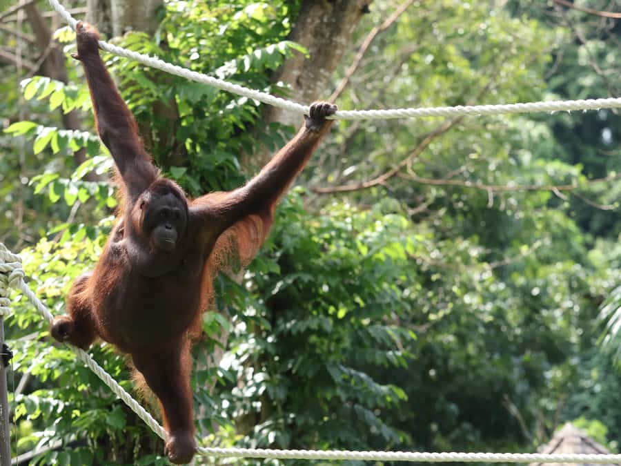 Bali Zoo: Guided Breakfast With Observing Orangutans - Photo Strategy (Because the Price Tags Add Up)