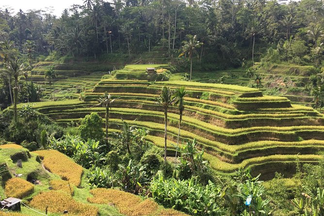 Balinese Life Style Tour - Tegalalang Rice Terraces and Tirta Empul Holy Water Spring