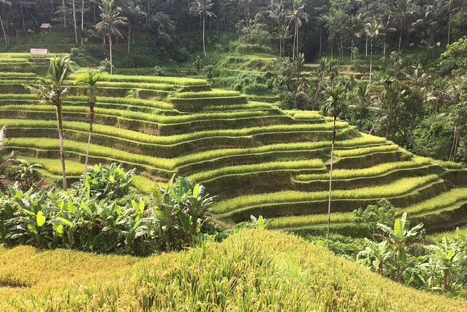 Balinese Life Style Tour - Your guide matters: Arjana and the private pace
