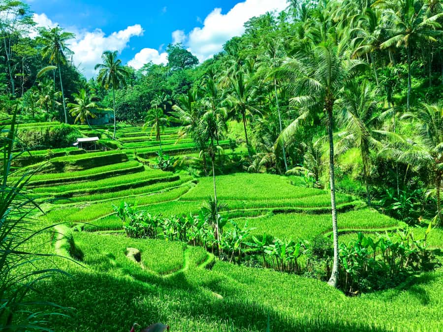 Balinese Purification Ritual and Local Healer Visit - Key things to know before you go