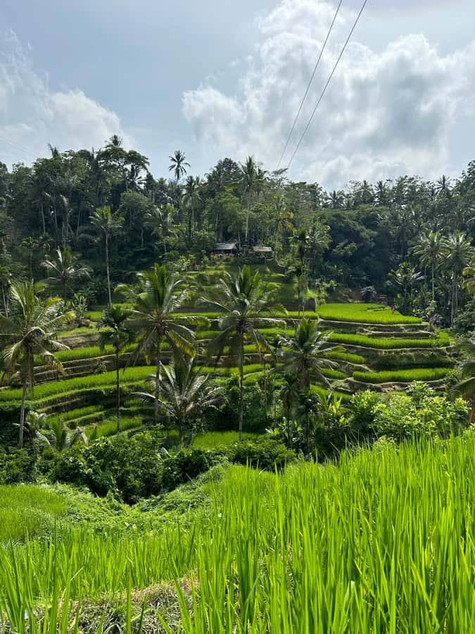Balinese Spiritual Cleansing by Traditional Method - Pura Mengening and the holy-water cleanse