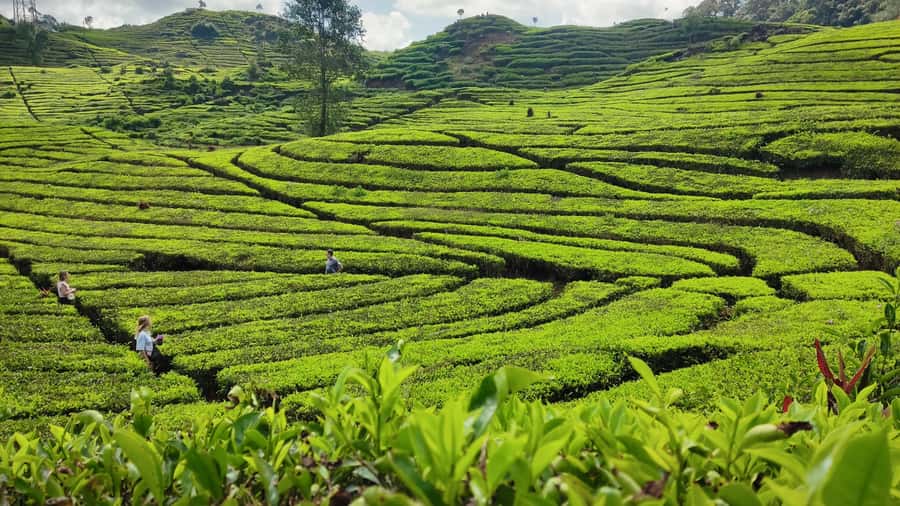 Bandung: White Crater, Scenic Tea Plantations & Hot Spring - Hot Spring and Mud Bath: Finish Your Day Like You Mean It