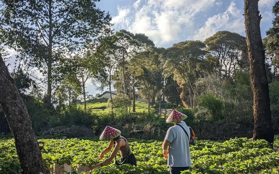 Bandung: White Crater, Scenic Tea Plantations & Hot Spring - Timing, Pickup, and Comfort: Small Steps That Matter