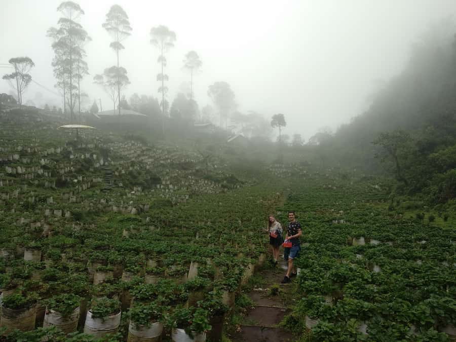 Bandung : White Crater, Tea Plantation Tour Guide Bandung - English guides, friendly drivers, and the value of a real local