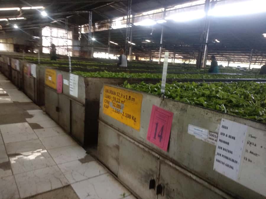 Bandung : White Crater, Tea Plantation Tour Guide Bandung - Price, value, and the March 2026 high-season fee
