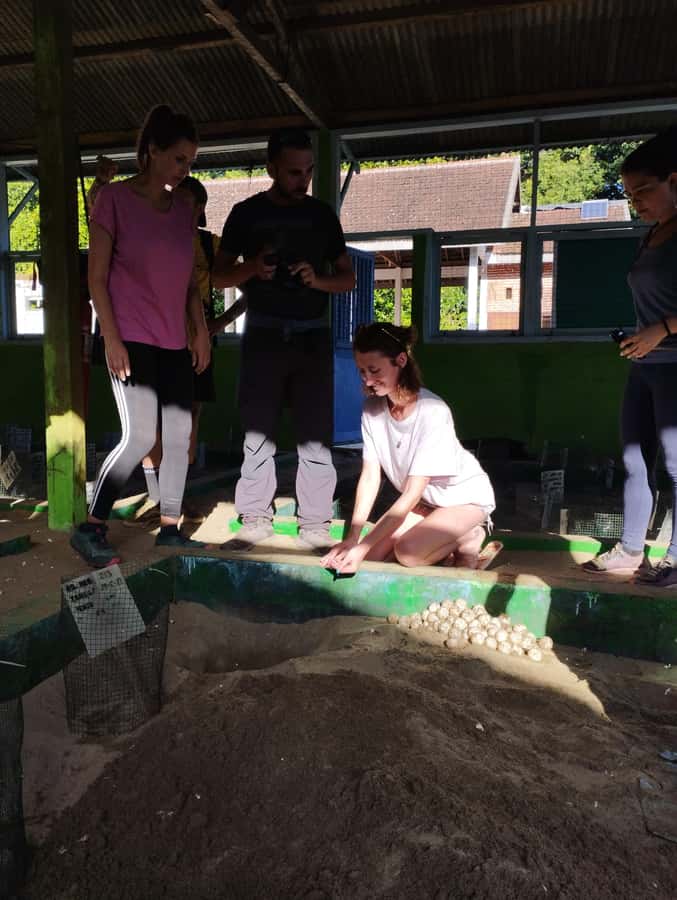 Banyuwangi: Sukamade Beach Turtle Conservation 2-Day Tour - Key things to know before you go