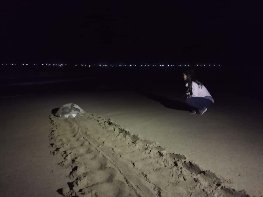 Banyuwangi: Sukamade Beach Turtle Conservation 2-Day Tour - What to bring for comfort, safety, and good photos