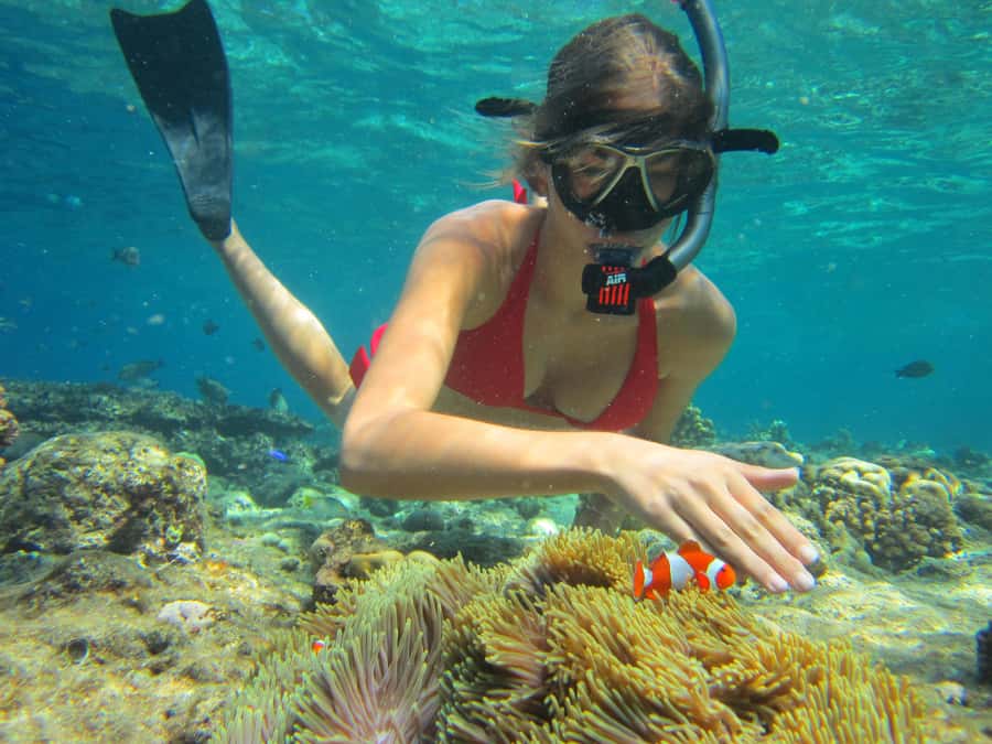 Basic Snorkeling Menjangan Island - Menjangan Island, aka Deer Island, is the point of the day