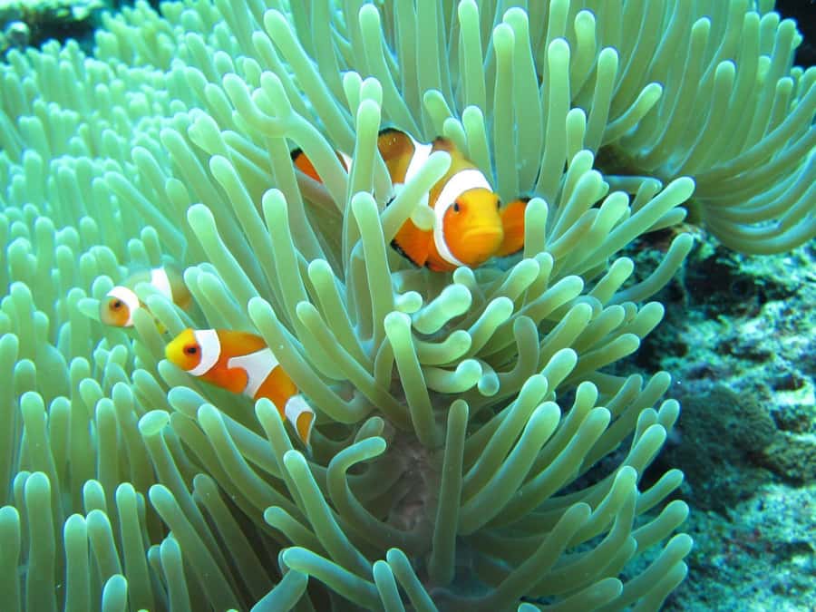Basic Snorkeling Menjangan Island - The price makes sense, if you budget the entry fee too