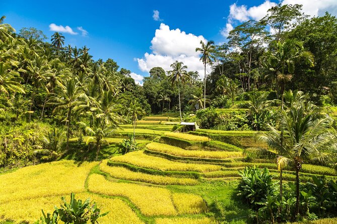 Best of Ubud 1-Day Private Tour - Why This One-Day Ubud Plan Works So Well