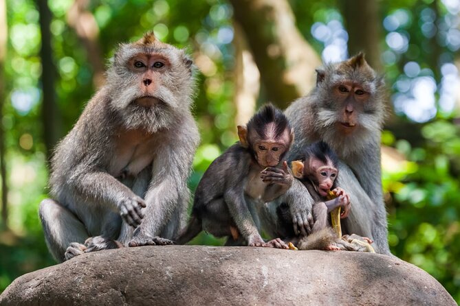 Best of Ubud 1-Day Private Tour - Sacred Monkey Forest Sanctuary: The Big Ubud Character Moment