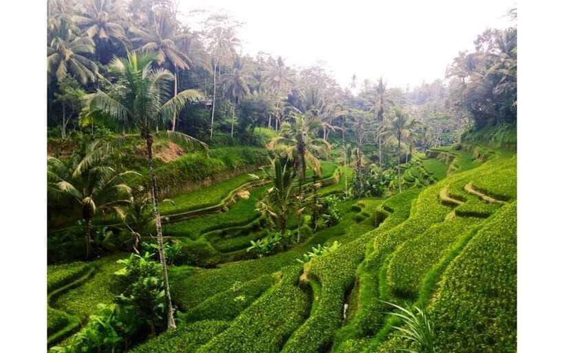 Best of Ubud - Private Guided Full-Day Tour, Ubud, Bali - Satria Coffee Plantation and Kopi Luwak, what coffee culture looks like in real life