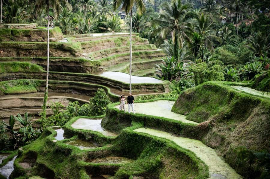 Best Of Ubud Purification Rice Terrace and Waterfall - Key highlights you will remember
