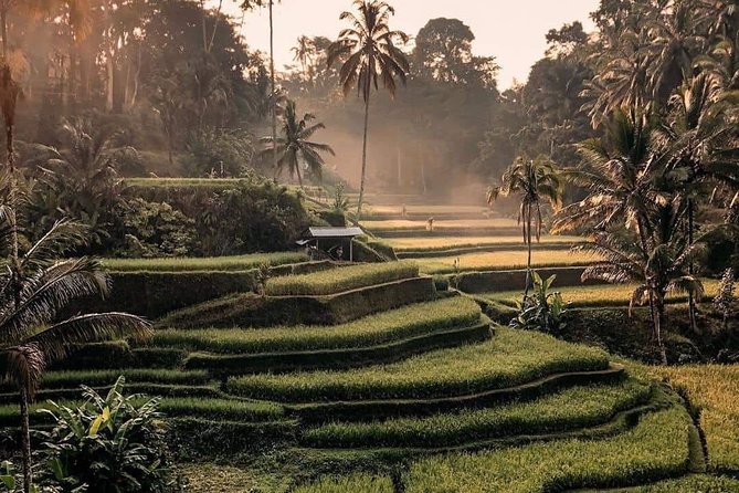 Best of Ubud Waterfalls, Tegalalang Rice Terrace and Swing Tour - Ubud Waterfalls and Rice Terrace in One Day, Without the Self-Drive Headache