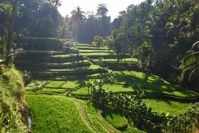 Best of Ubud Waterfalls, Tegalalang Rice Terrace and Swing Tour - Stop 3, Tibumana Waterfall Stair Descent and Palm Rice Photos