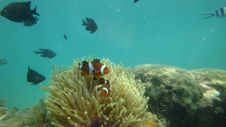 Bintan Snorkeling - What you’ll see underwater: fish, anemones, and reef reality