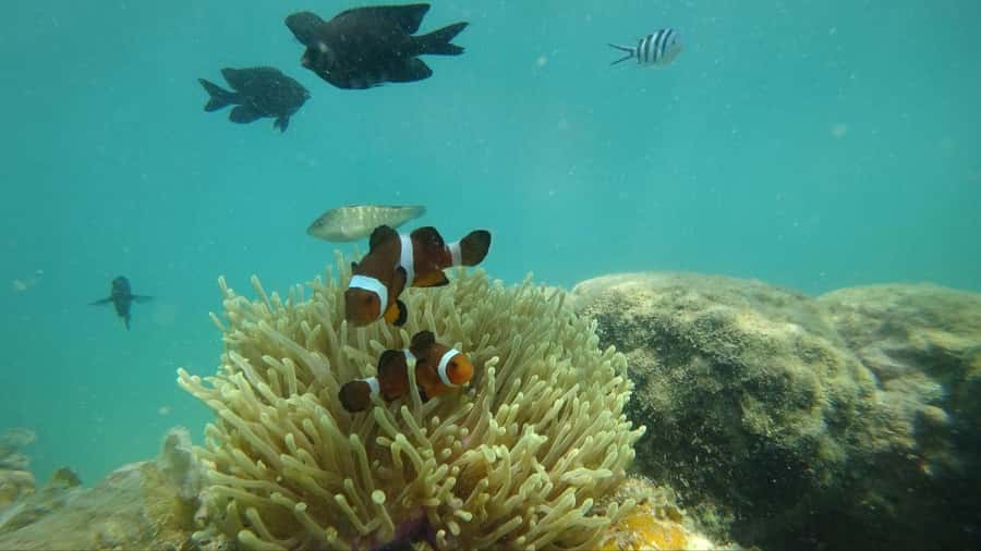 Bintan Snorkeling - Snorkel time at your pace, plus current and wave tips