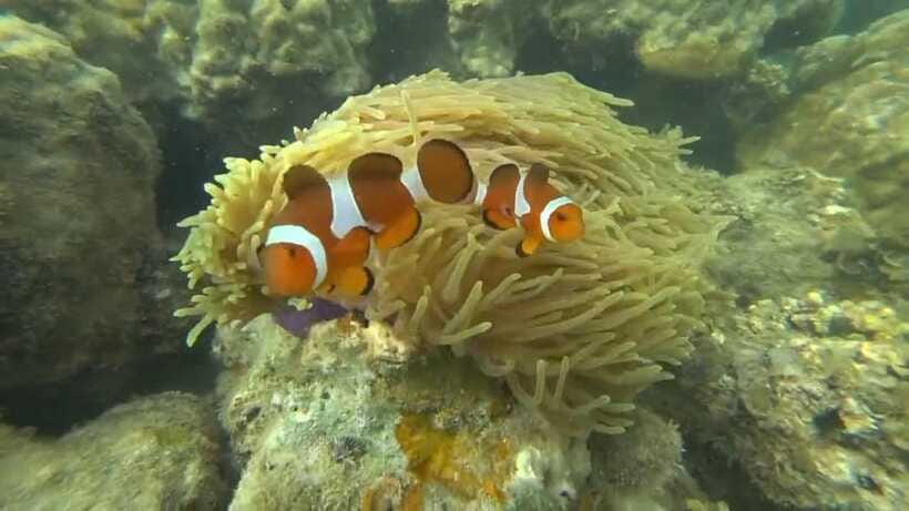 Bintan Snorkeling - Price and value: what $55 gets you, and what it doesn’t