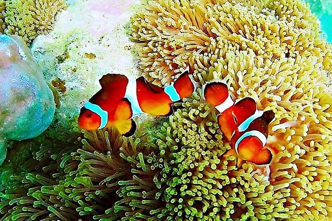 Bintan Snorkeling Tour - Key highlights to notice before you go