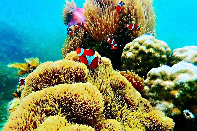 Bintan Snorkeling Tour - Pickup from Lagoi hotels, then a packed day by design