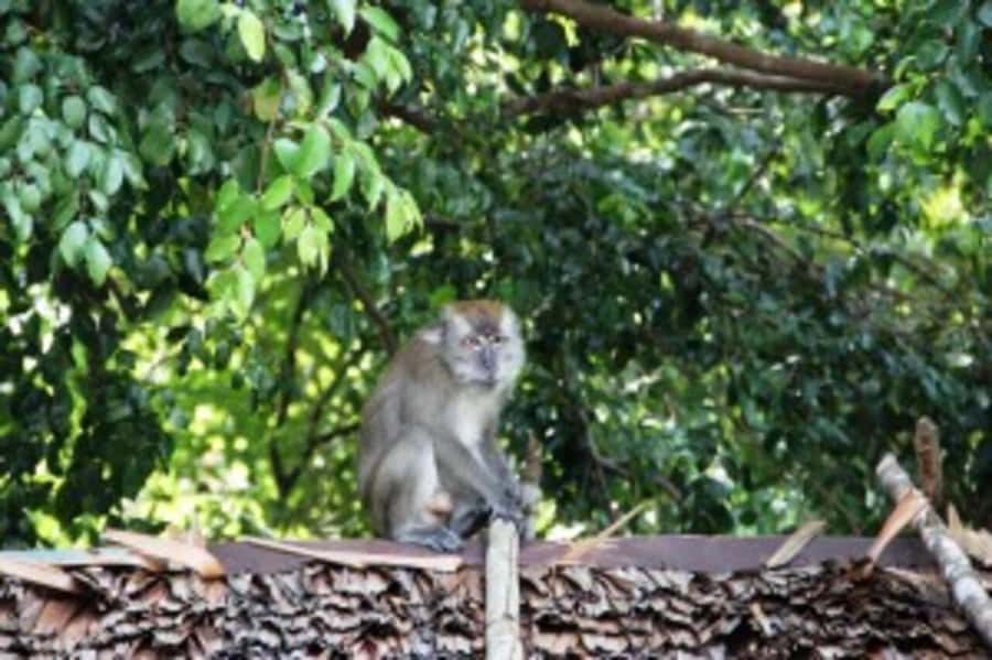 Bintan Tour Mangrove or Fireflies - Fireflies at dusk, plus what to watch for in the sky