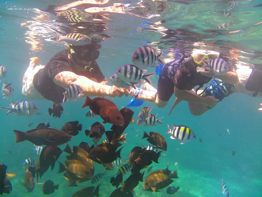Blue Lagoon and Tanjung Jepun Snorkeling Tour - Who this tour suits best, and who should skip