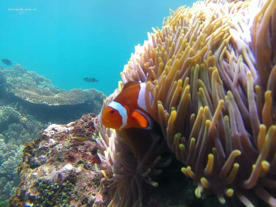 Blue Lagoon and Tanjung Jepun Snorkeling Tour - Stop 2 at Blue Lagoon Beach: coral, more fish variety, and sea turtles if you’re lucky