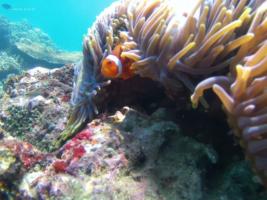 Blue Lagoon and Tanjung Jepun Snorkeling Tour - Timing: when 9:00 AM to 1:00 PM helps you see more