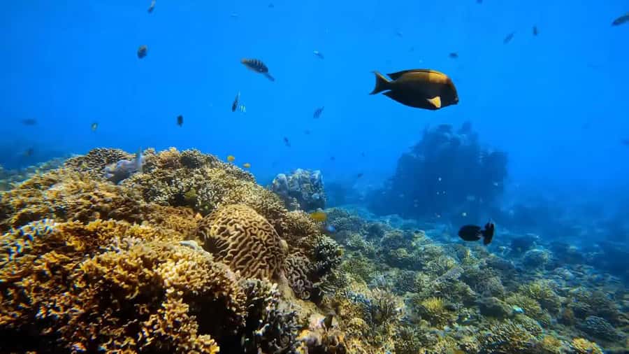 Blue Lagoon and Tanjung Jepun Snorkeling Tour - Price and value: why $15 feels fair in this part of Bali