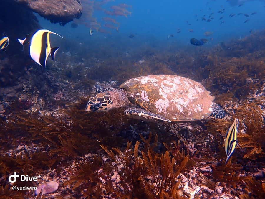 Blue Lagoon and Tanjung Jepun Snorkeling Tour - What’s included at the end: shower, optional lunch, and winding down
