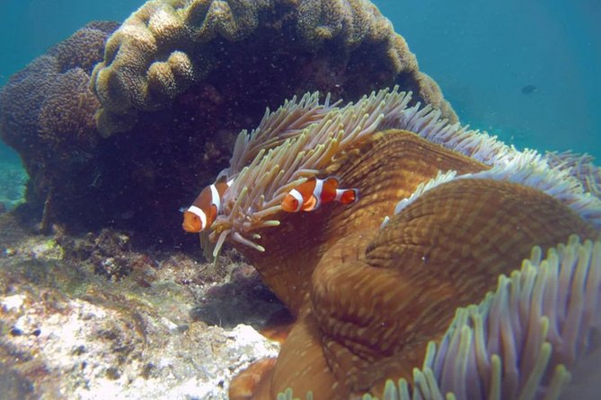 Blue Lagoon Bali Snorkeling Experience - What to expect from the day length and pacing