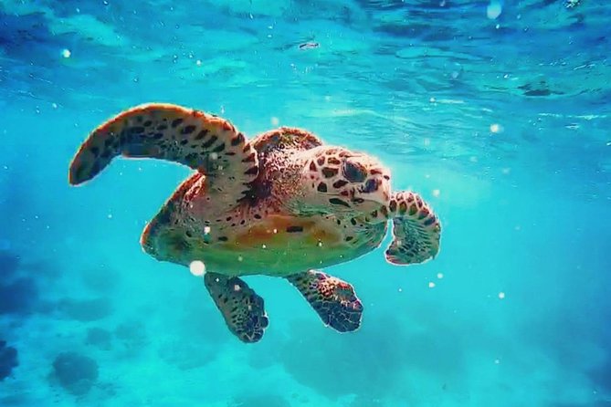 Blue Lagoon Bali Snorkeling Experience - Boat transfers, guide support, and why a private setup helps