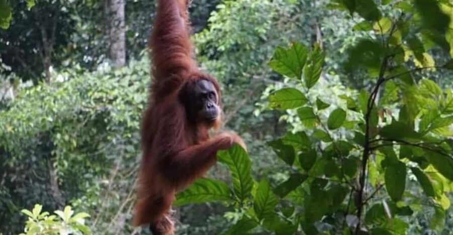 Bukit Lawang: A Unique Wildlife Tour & Overnight into Jungle - Getting to Bukit Lawang from Medan airport, and what is not included