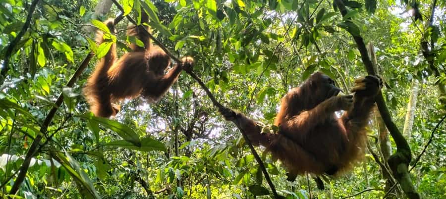 Bukit Lawang: A Unique Wildlife Tour & Overnight into Jungle - Bukit Lawang and Mount Leuser: what makes this trek special