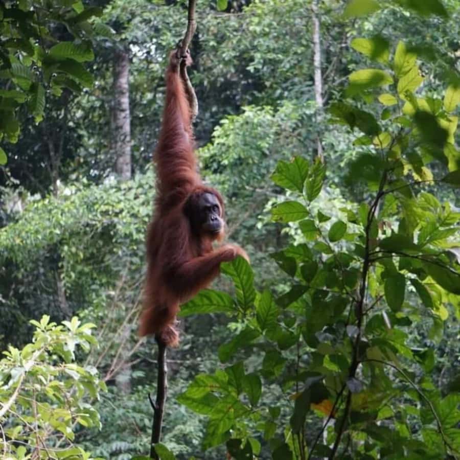 Bukit Lawang: A Unique Wildlife Tour & Overnight into Jungle - Day 1: the jungle trek, wildlife tracking, and Bahorok river swimming