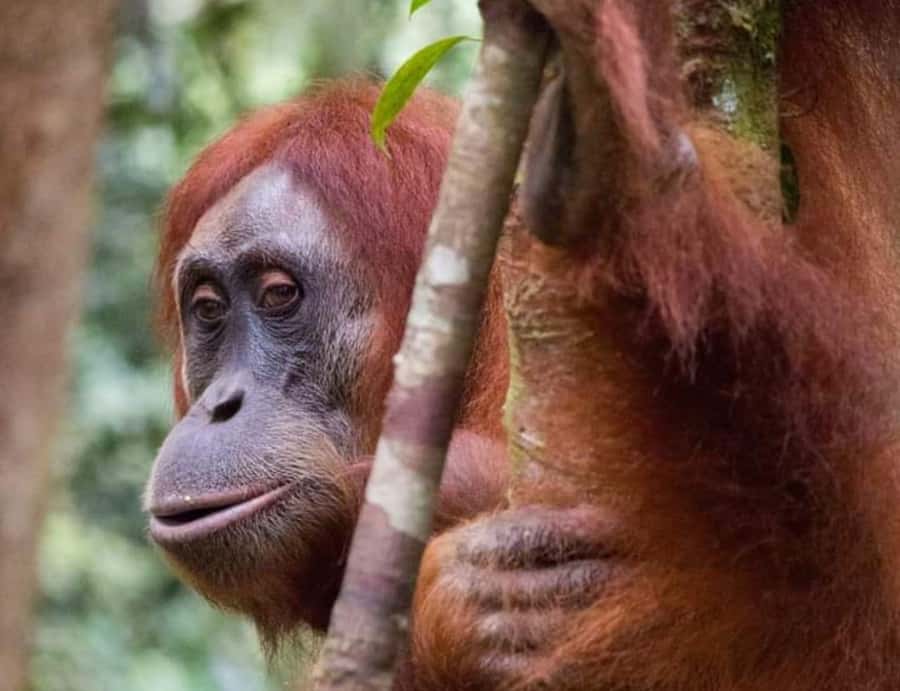 Bukit Lawang: A Unique Wildlife Tour & Overnight into Jungle - Who the guides are and how they shape what you see