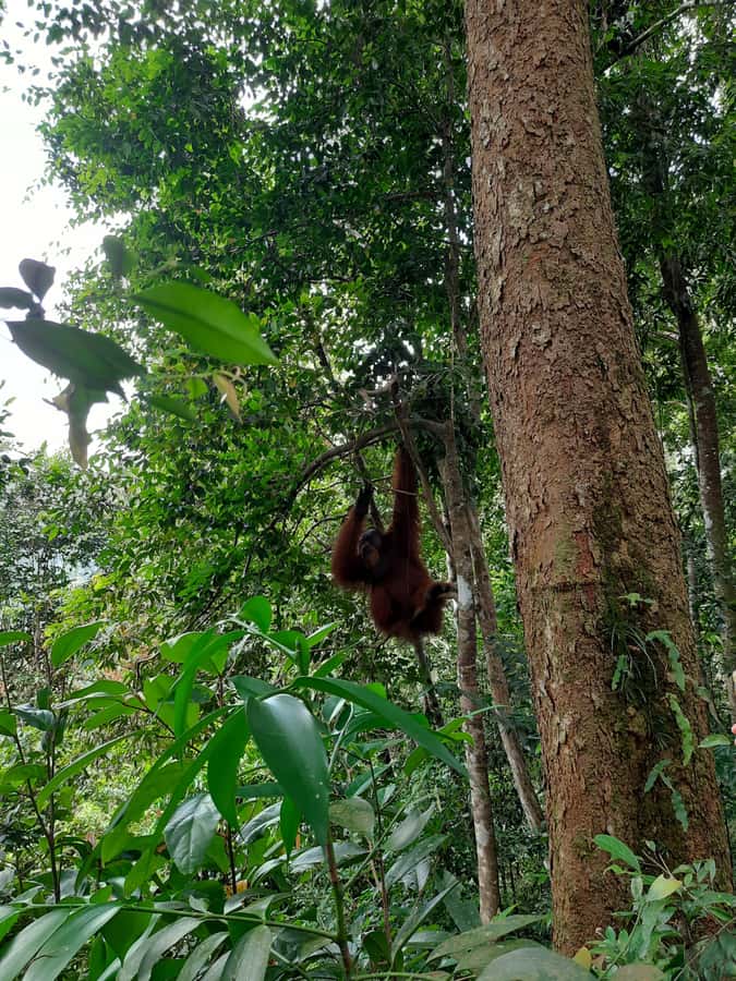 Bukit Lawang: Jungle Trekking and Rafting Day Trip - Key things you’ll notice on this Bukit Lawang day trip