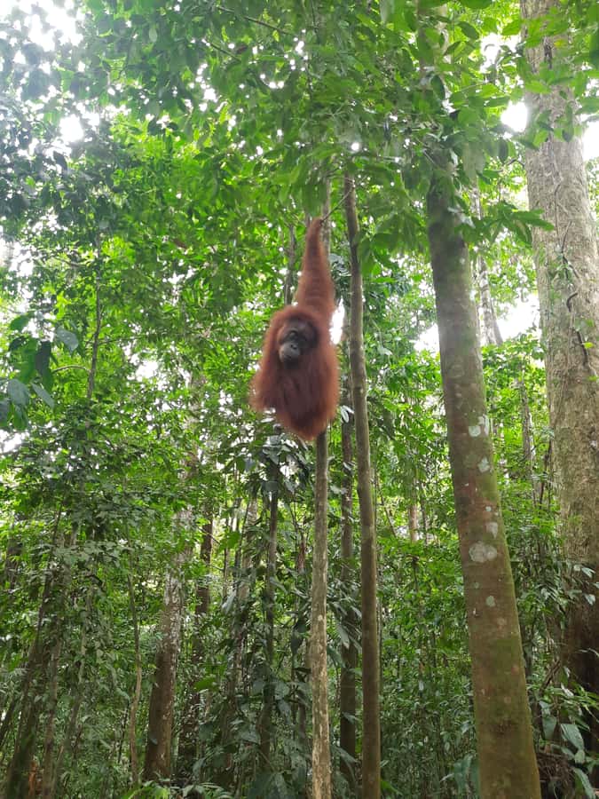 Bukit Lawang: Jungle Trekking and Rafting Day Trip - Gunung Leuser trekking: what the rainforest day actually feels like