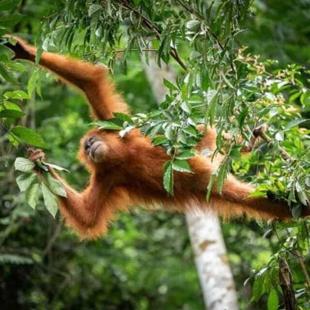 Bukit Lawang: Orangutan Tour & Wonderful Jungle View - The River Finish, Rafting on the Bahorok, and What to Pack