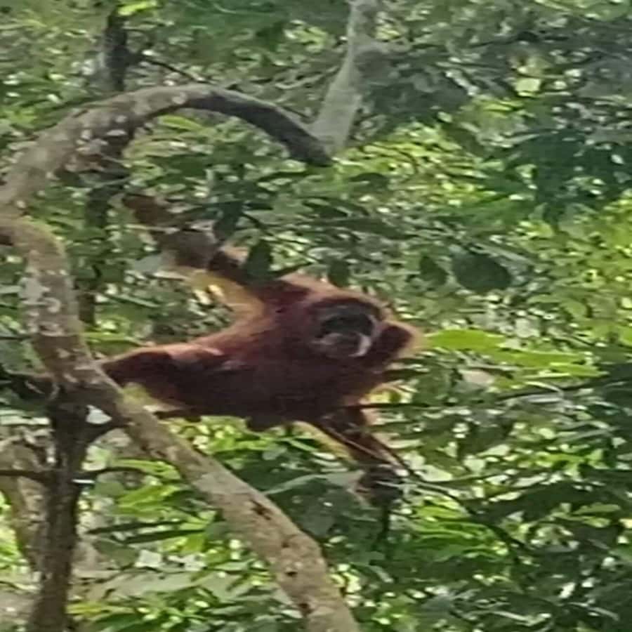 Bukit Lawang: Orangutan Tour & Wonderful Jungle View - Before You Book: The Simple Decision Checklist