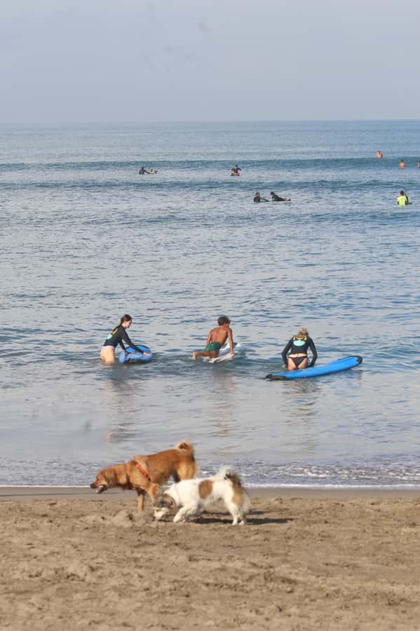 Canggu: 2-Hour Surf Course - Should You Book This 2-Hour Canggu Surf Course?