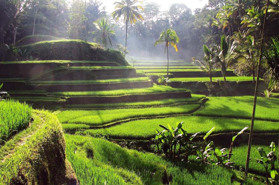 Central Bali: Ubud Village, Rice Terrace, and Kintamani Tour - Should you book this Central Bali day tour?